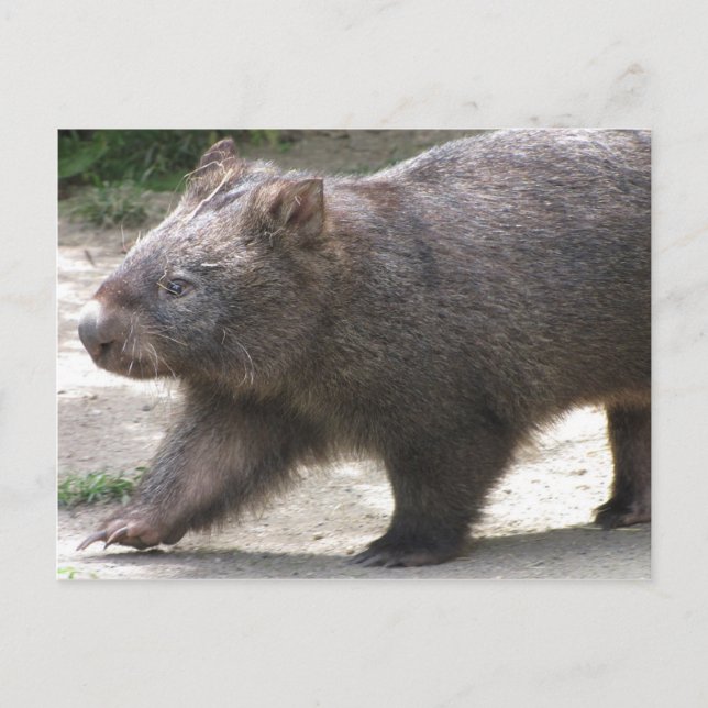 Wombat Postcard (Front)