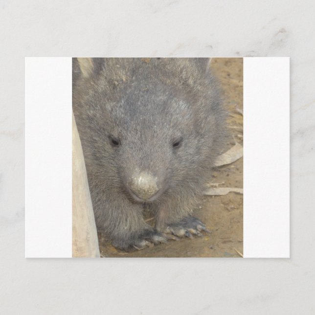 Wombat Postcard (Front)