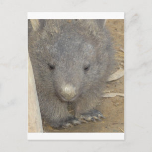 Wombat Postcard