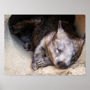 Wombat Poster