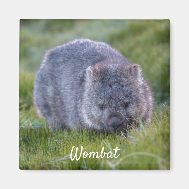 Wombat Tasmania Australia, Cute Animal Photo Magnet (Front)