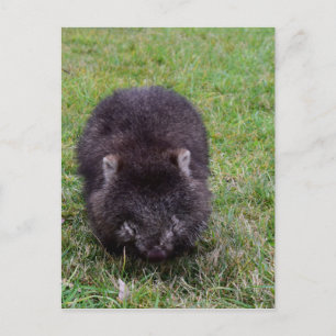 WOMBAT TASMANIA AUSTRALIA POSTCARD