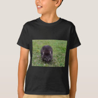 WOMBAT TASMANIA AUSTRALIA