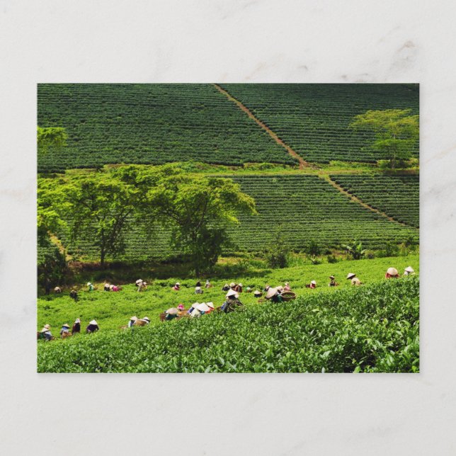 Women Harvesting Tea 2 Postcard (Front)