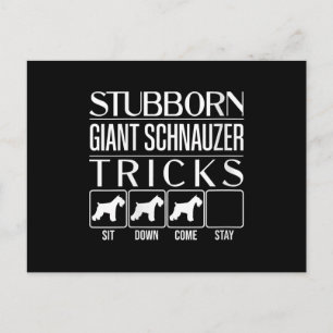Womens Stubborn Giant Schnauzer Tricks, Funny Holiday Postcard