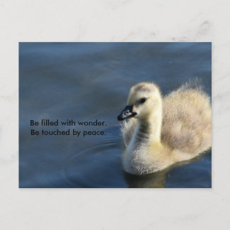 Wonder and Peace Postcard