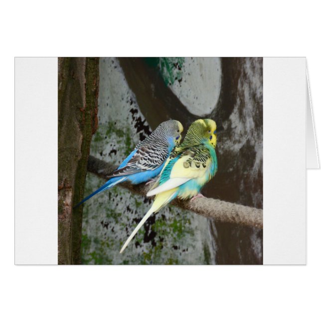 Wonderful Budgie Bird (Front Horizontal)