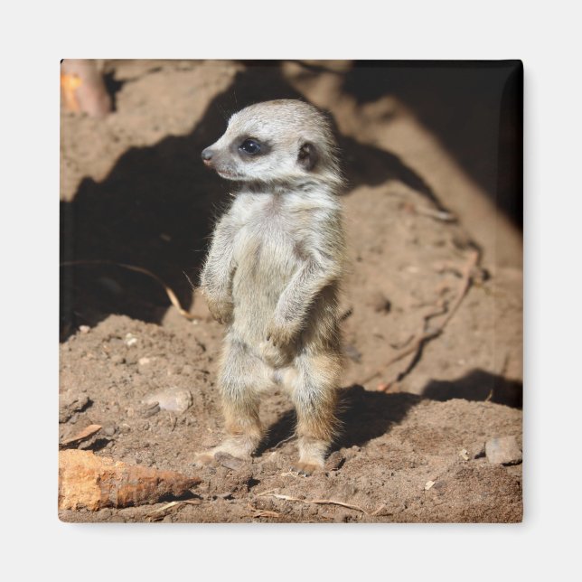 Wonderful Cute Sweet African Meerkat Animal Magnet (Front)