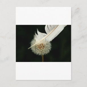 Wonderful Dandelion Postcard