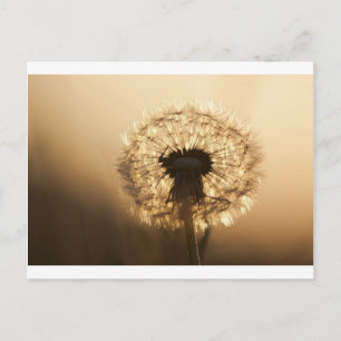 Wonderful Dandelion Postcard