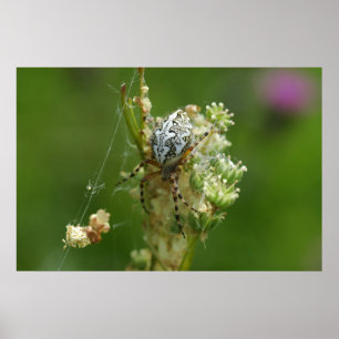 Wonderful Nature - Cross Spider - Close up Poster