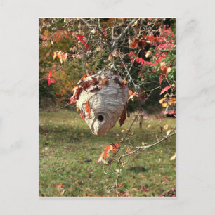 WONDERFUL NEST by SHARON SHARPE Postcard