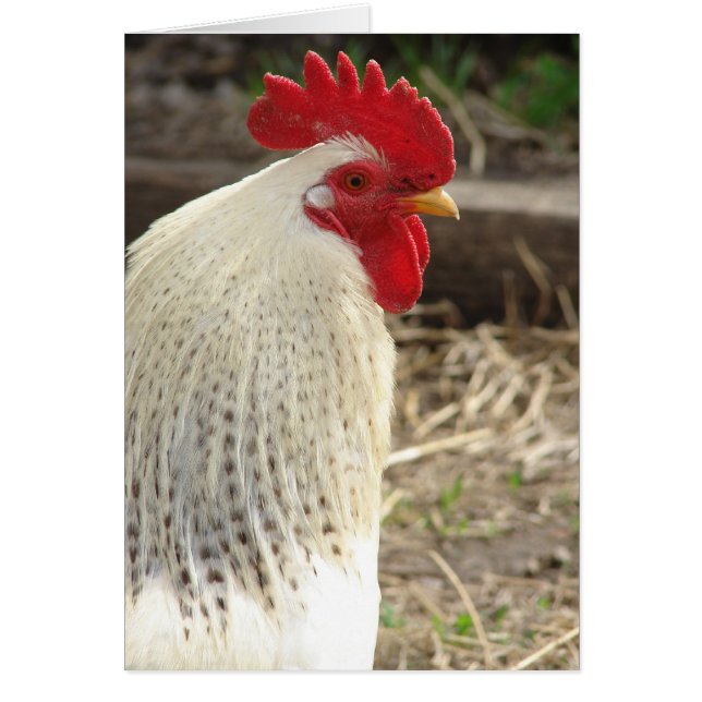 Wonderful Rooster (Front)