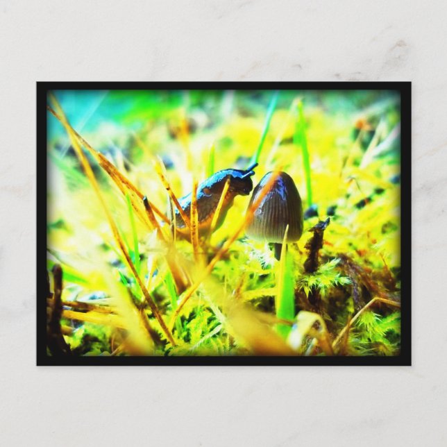 Wonderful to Meet You Slug and Mushroom Photo Postcard (Front)