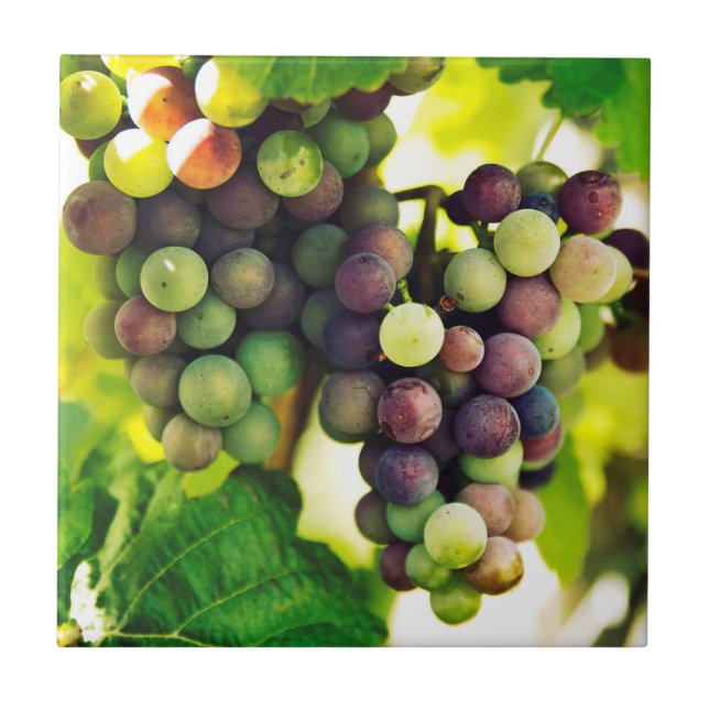 Wonderful Vine Grapes, Nature, Autumn Fall Sun Ceramic Tile (Front)