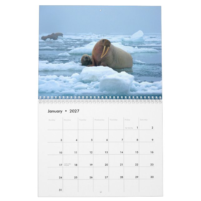 Wonderful Walrus Wall Calendar (Jan 2027)