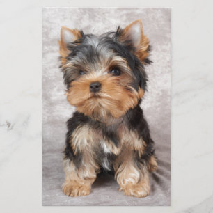 Wonderful yorkie stationery