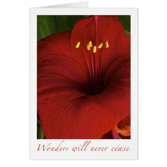 Wonders will never cease (Front)