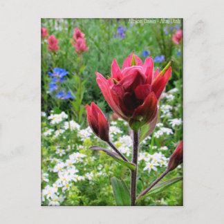 Wondrous Wildflowers - Albion Basin, Utah (#2) Postcard
