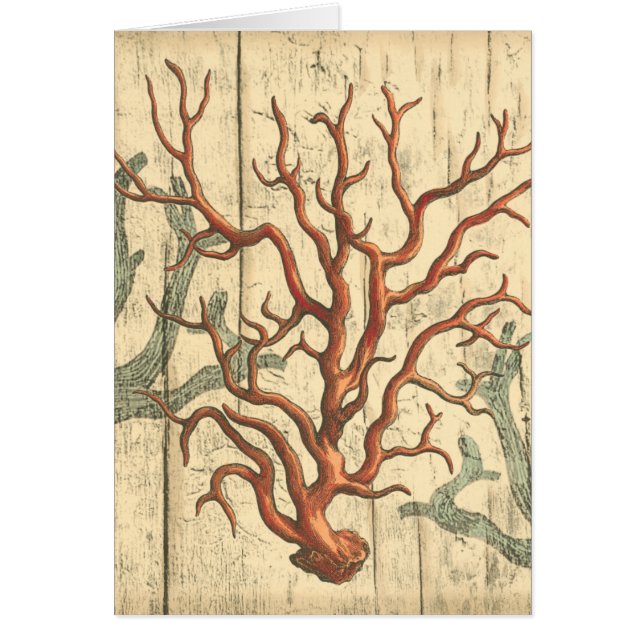 Wood and Small Coral (Front)
