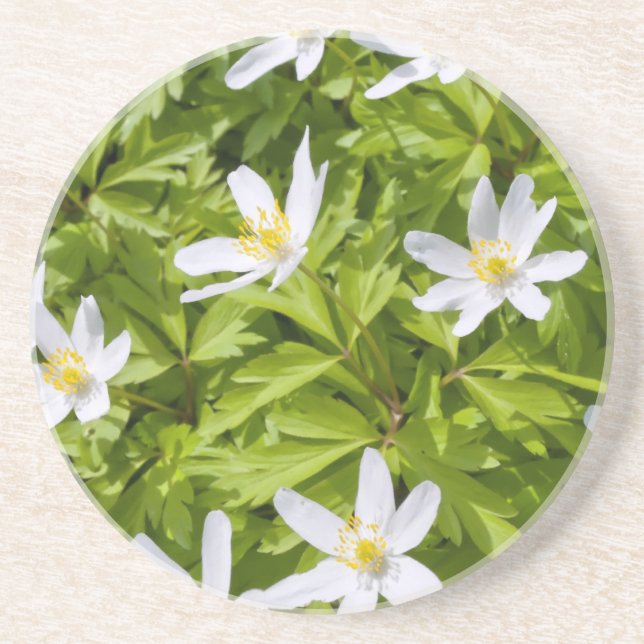 Wood Anemone Coaster (Front)
