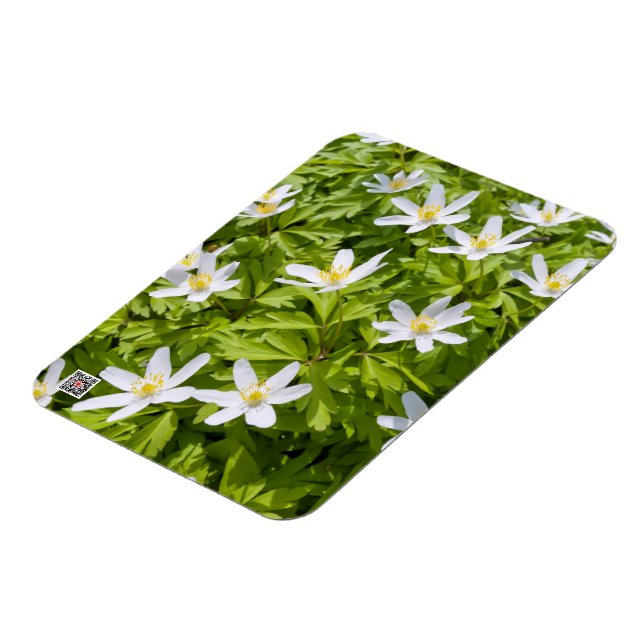 Wood Anemone Magnet (Left Side)