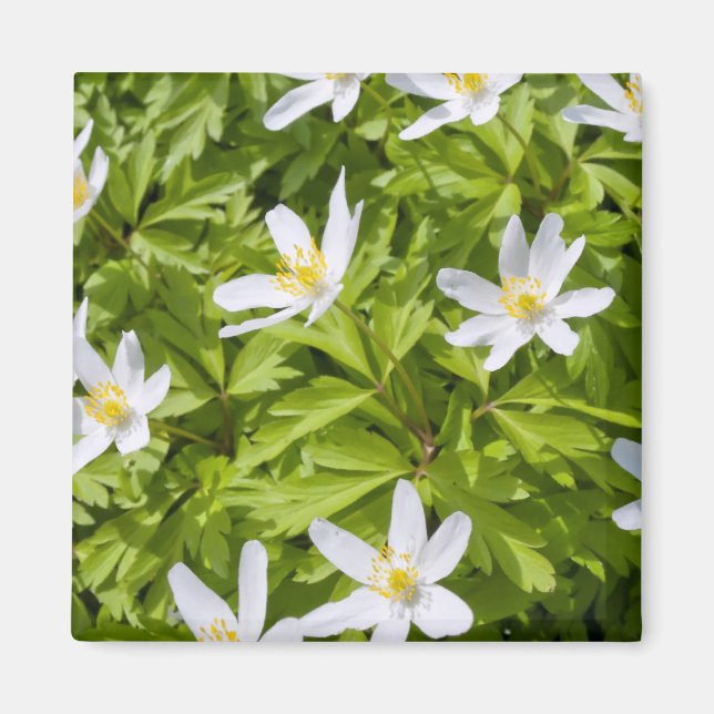 Wood Anemone Magnet (Front)
