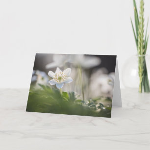 Wood Anemone Nature Photo Card