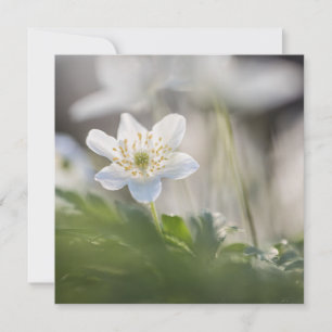 Wood Anemone Nature Photo Card