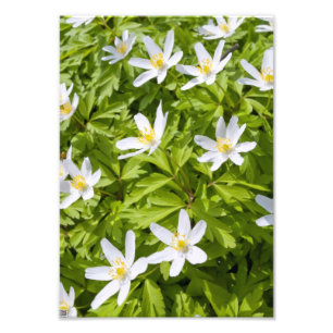 Wood Anemone Photo Print