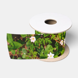 Wood anemone, pretty spring flower satin ribbon