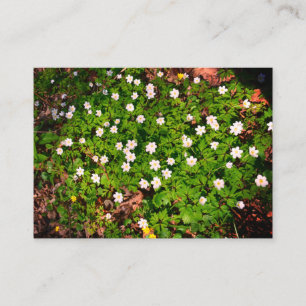 Wood anemone, pretty white spring flower enclosure card