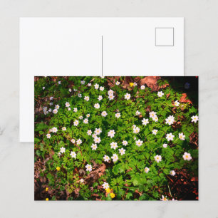 Wood anemone, pretty white spring flower postcard