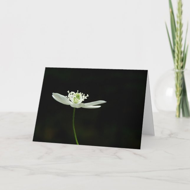 Wood Anenome Wildflower Greeting Card (Front)