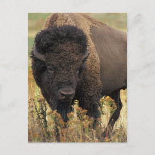 Wood Bison Postcard