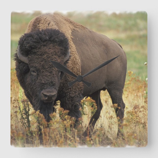 Wood Bison Wall Clock (Front)