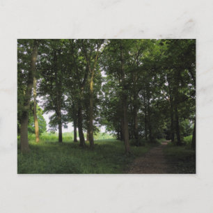 Wood, Bute Park Cardiff Postcard