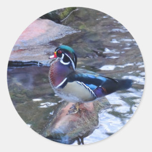 Wood Duck #3 Stickers