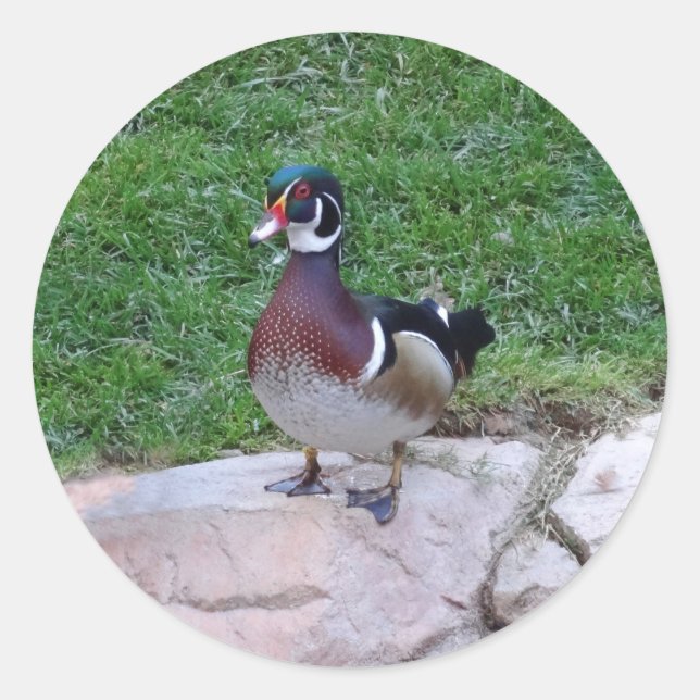 Wood Duck #4 Stickers (Front)
