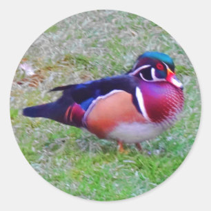 Wood Duck #5 Stickers