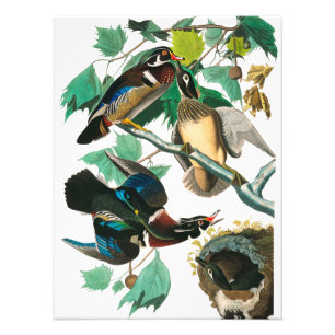 Wood Duck by John James Audubon Photo Print