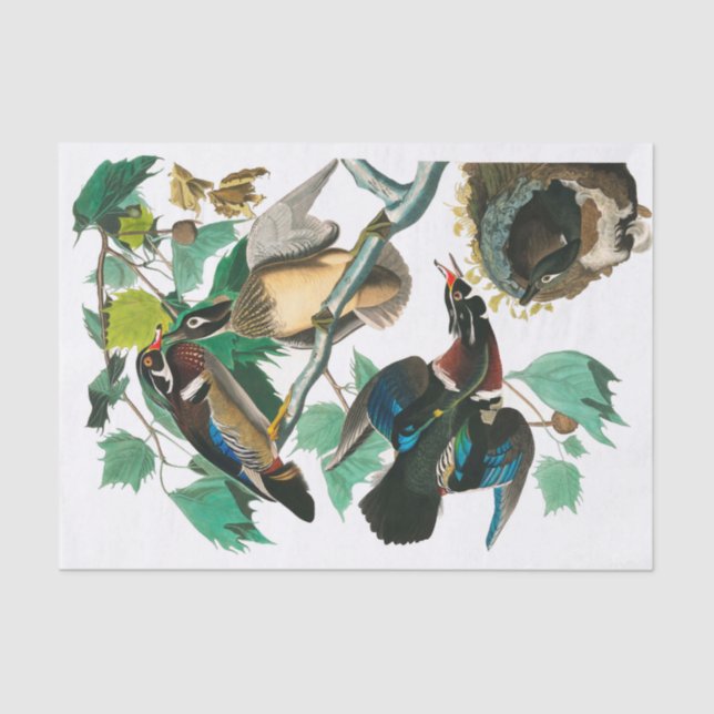 Wood Duck by John James Audubon Tissue Paper (Front)