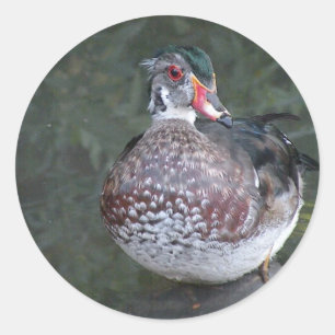 Wood duck classic round sticker