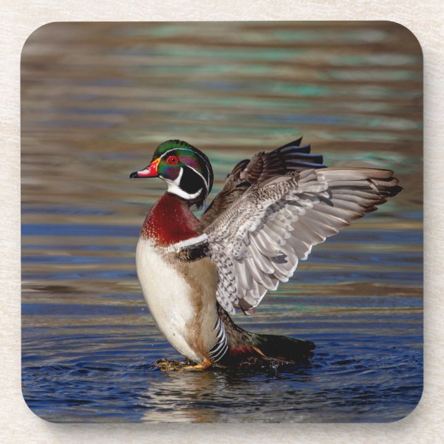 Wood Duck Coaster (Front)