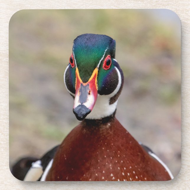 Wood Duck Coaster (Front)