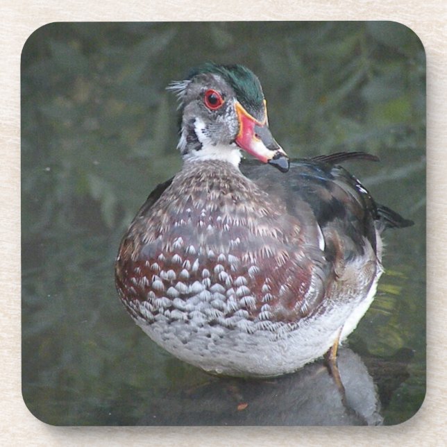 Wood Duck coaster (Front)