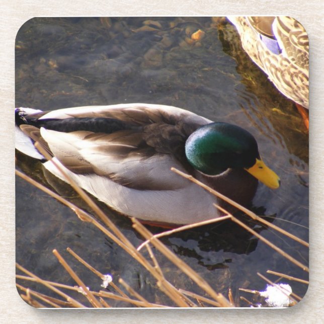 Wood Duck Cork Coaster (Front)