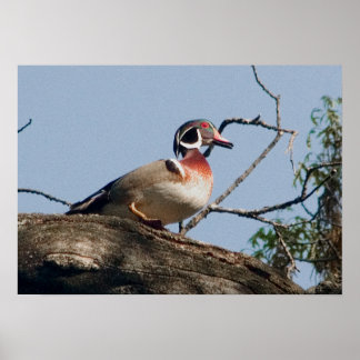Wood Duck drake in oak Poster