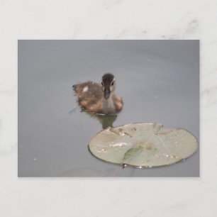 Wood Duck - Duckling postcard