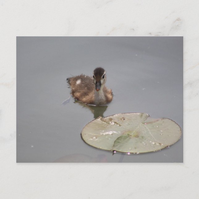 Wood Duck - Duckling postcard (Front)